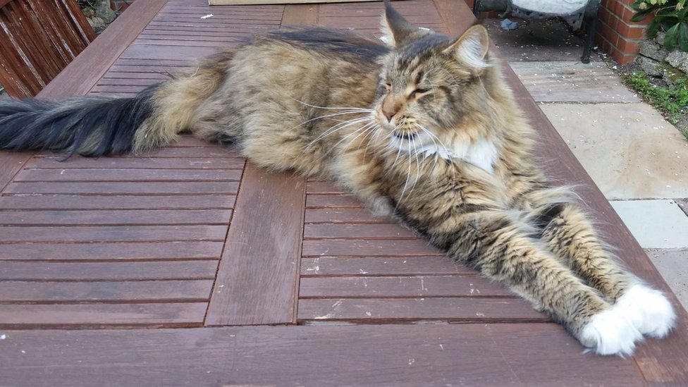 Appeal As Exning Maine Coon Cat Shot With Air Gun c News