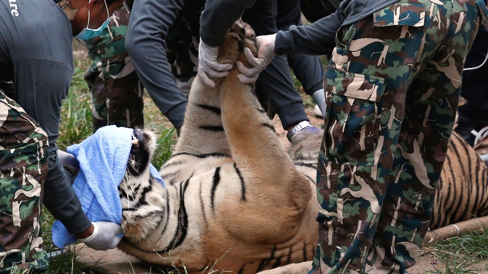 Официальные лица Тайского национального парка перемещают тигра после того, как его успокоили, чтобы перенести из Храма тигра в провинции Канчанабури, Таиланд, 30 мая 2016 года.