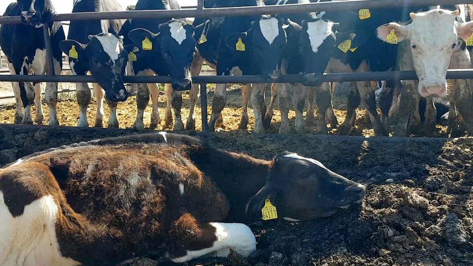 Concern Over Uk Cattle Slaughtered In Middle East Bbc News