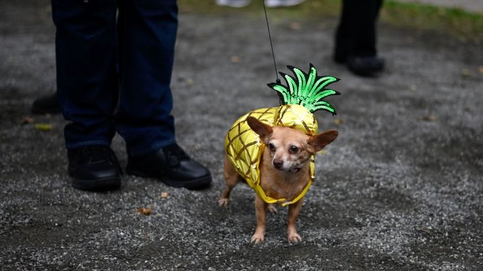 can chihuahuas have pineapple