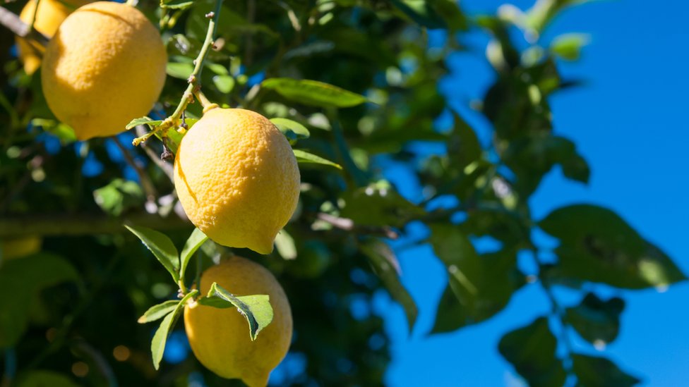 Una gran inversión con gran rendimiento. Limón