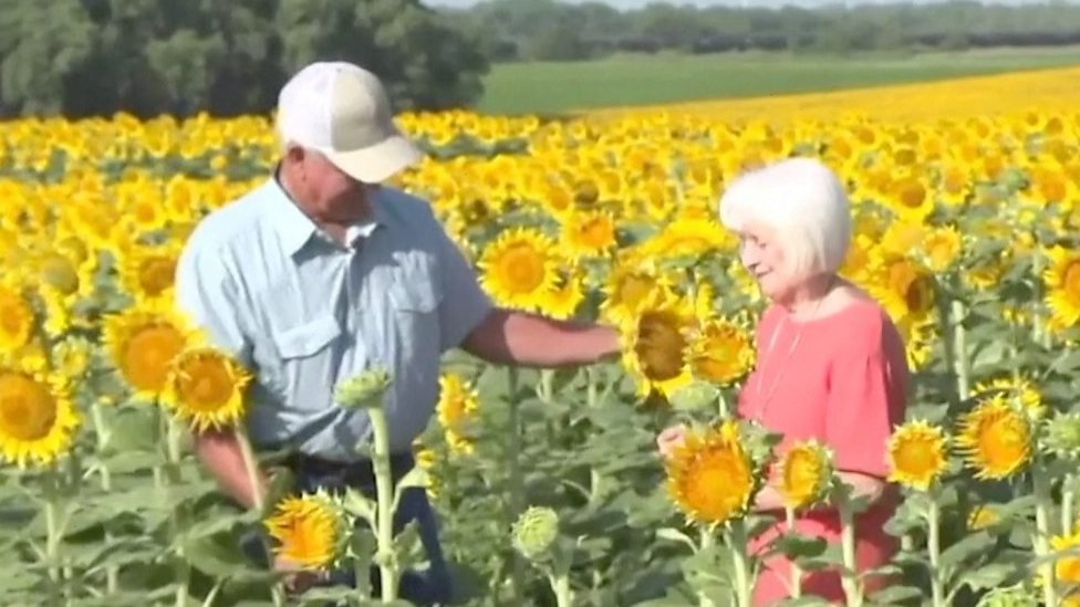 Watch: Farmer plants massive sunflower field in surprise gift for wife