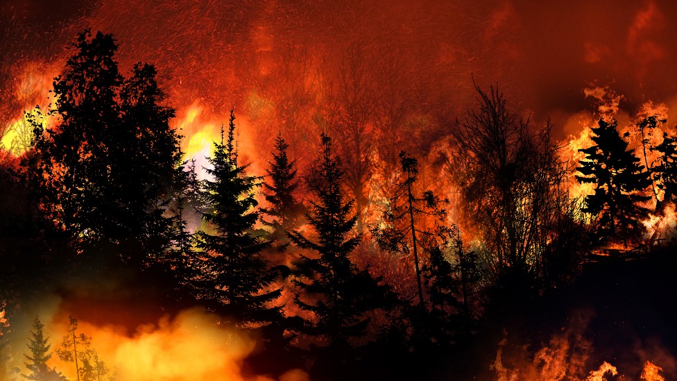 Los voraces incendios forestales en Chile dejan al menos 24 muertos y miles  de hectáreas de bosque destruidas - BBC News Mundo
