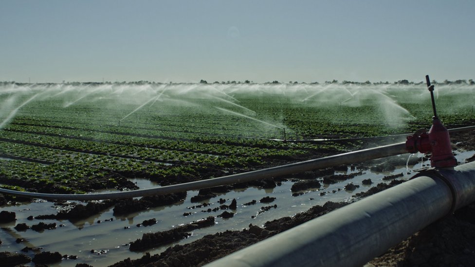A field of lettuce being irrigated