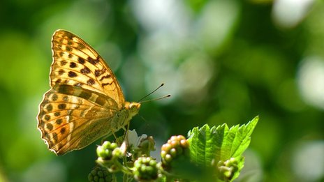 garter belt with chains Natural wonder: Wing 'clap' solves mystery of butterfly flight