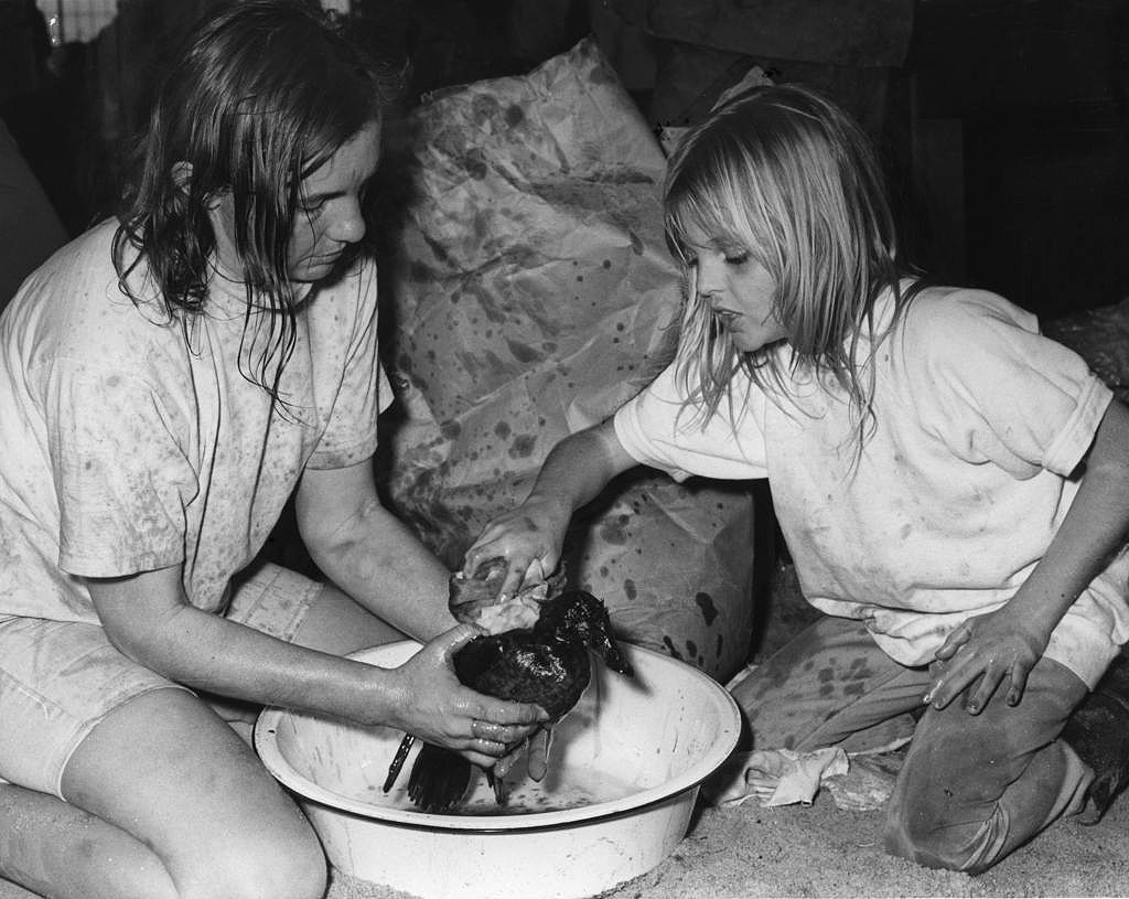 Marriane Haines de Orinda y su hija Laura, de 9 años, limpian un pato en California, víctima del choque de dos barcos de la Standard Oil Company el 18 de enero 1971, derramando 800.000 galones de petróleo.