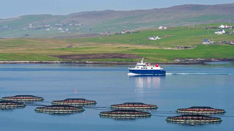Паром Linga проплывает мимо морских садков / морских загонов / рыбных садков с лососевой фермы в Лаксо Во, Видлин на материке, Шетландские острова