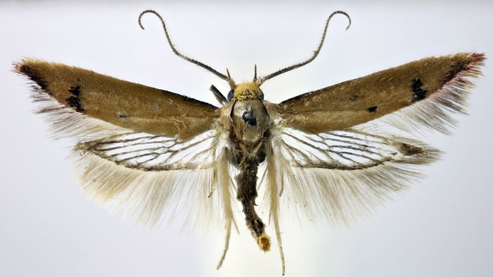 https://c.files.bbci.co.uk/185E3/production/_131911899_new-moth-species-tachystola-mulliganae.jpg.thumb.1160.1160.jpg