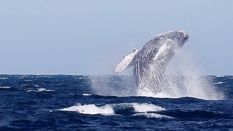 A whale in the waters of Baja California Sur, Mexico, 27 February 2021