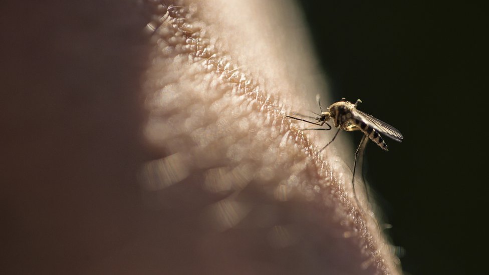 Cómo el cambio climático amenaza con aumentar la transmisión de la malaria  - BBC News Mundo