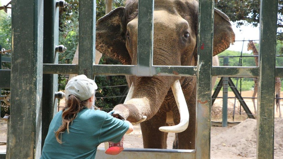 Смотрители обучают слона-самца различать запахи