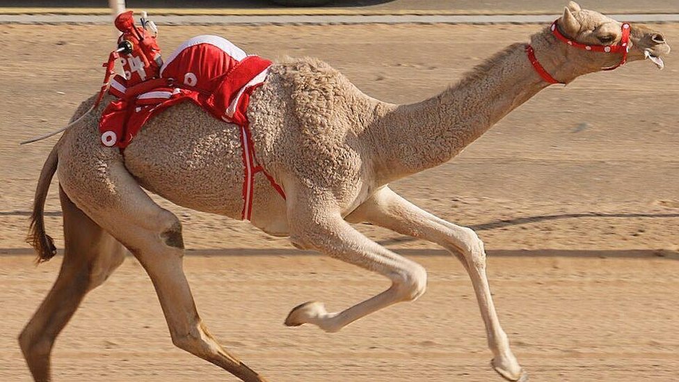 Could You Be, The Most Expensive Camel in the World?
