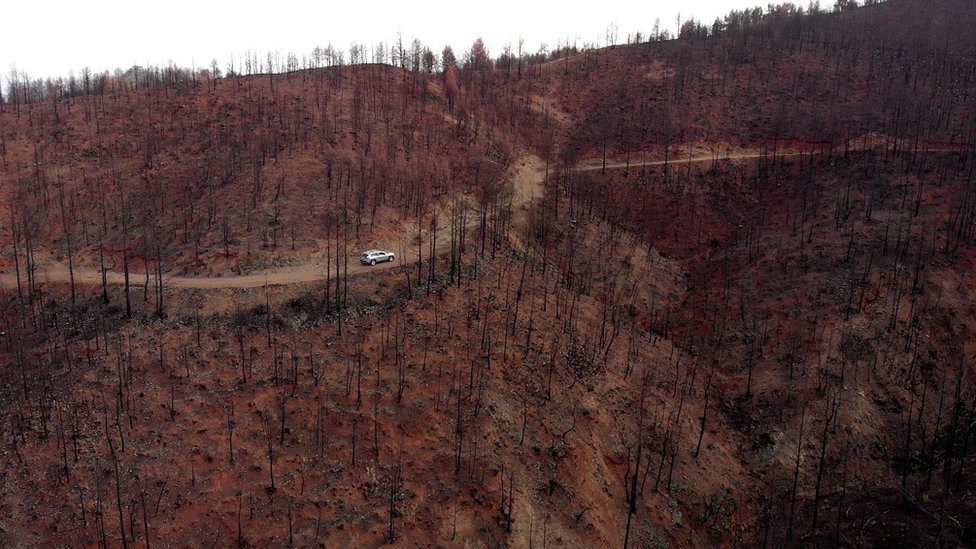 Yunanistan'da orman yangınları telaşı: Akdeniz kıyılarının yeni normali olabilir