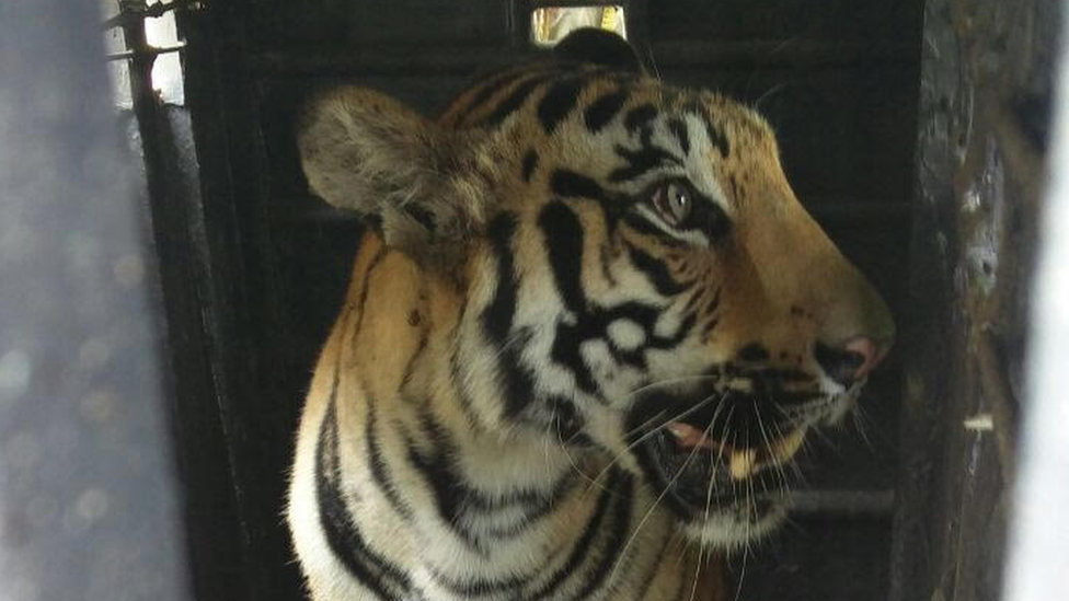 Man Eating Indian Tiger Faces Shoot To Kill Order Bbc News 
