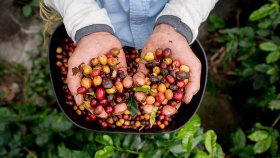 Sekitar 60 dari 124 spesies kopi  dunia akan punah apa  