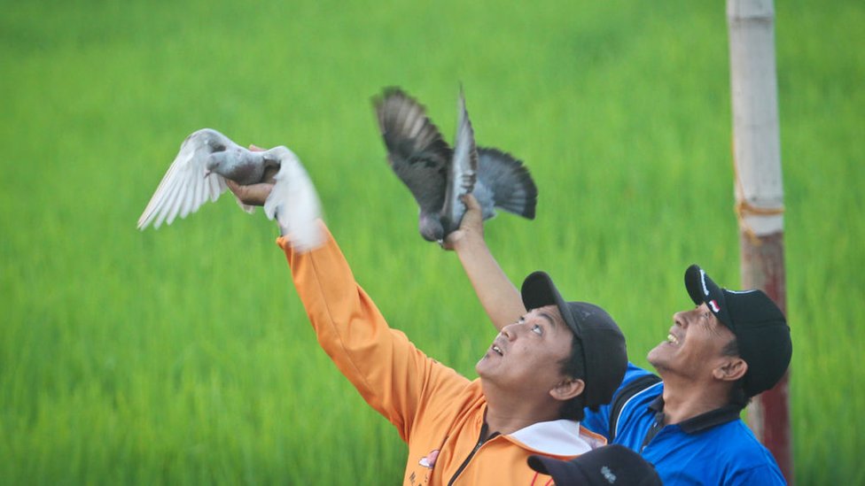 Dos hombres lanzando unas palomas para que compitan entre ellas