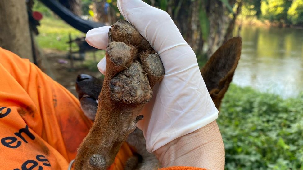 Agente do Grad Brasil mostra pata de cachorro infectada pela tungíase