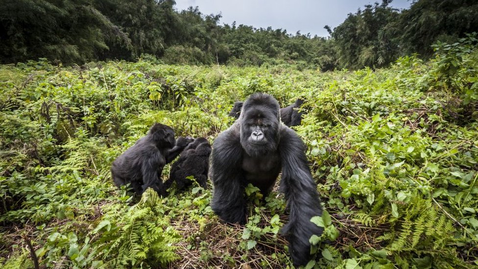 Mountain gorillas in Virunga