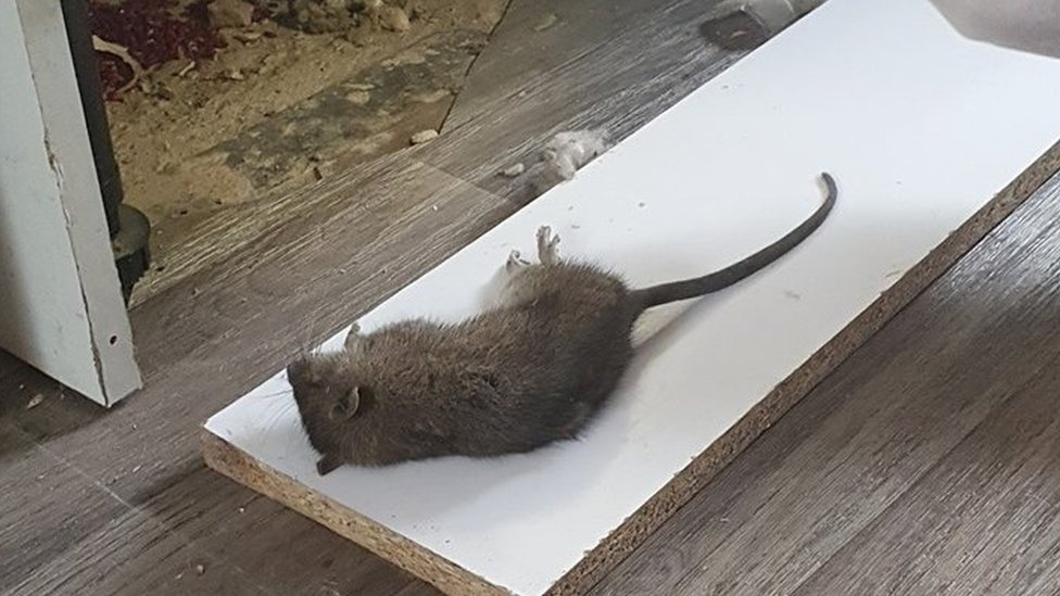Крыса найдена в доме Лорен