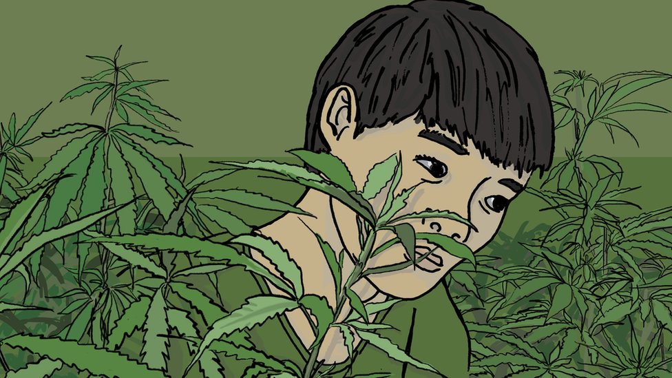 Vietnamese boy in cannabis farm