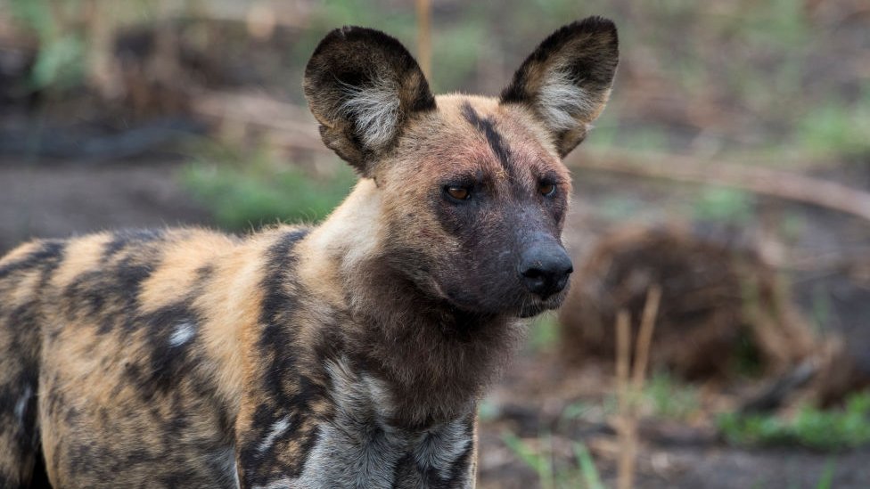 African Wild Dogs: On the Front Line