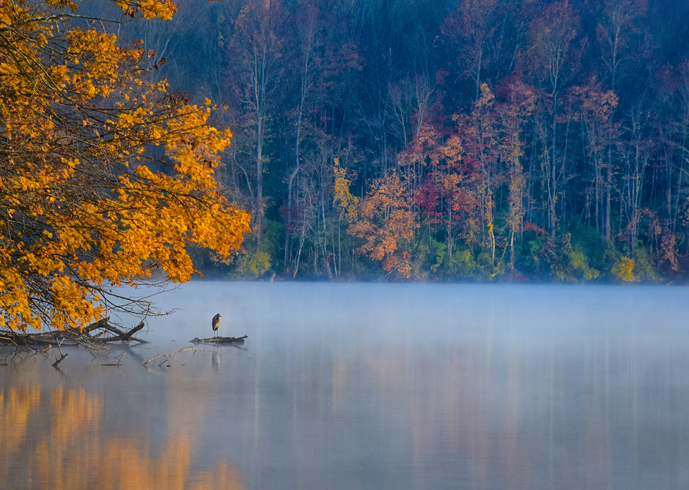 Čaplja stoji na ivici jezera, sa jesenjim drvećem u pozadini. Ekston, Pensilvanija, Amerika