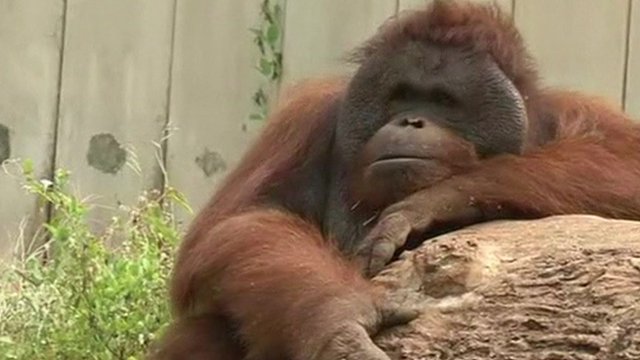 Orangutan in Thailand