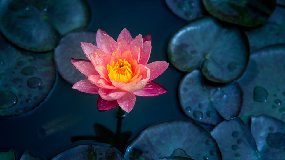 Flor de loto
