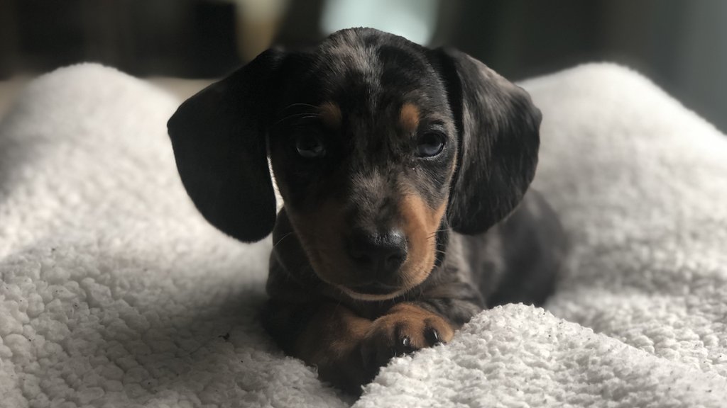 Miniature dachshund puppies for sale north yorkshire sales area