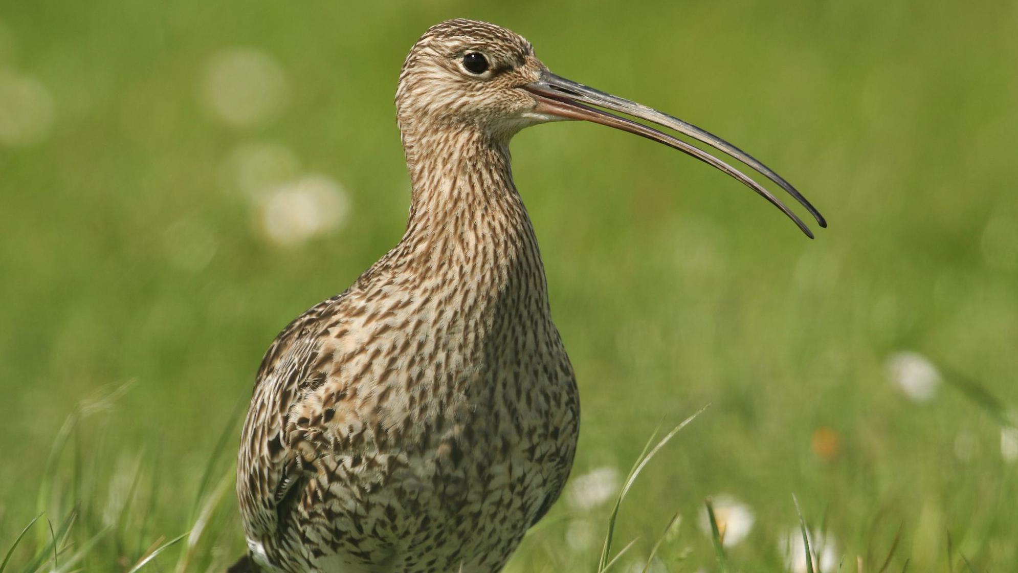 Four Endangered Curlew Chicks Released into Wild After Dramatic Rescue from Slieve Beagh Wildfire
