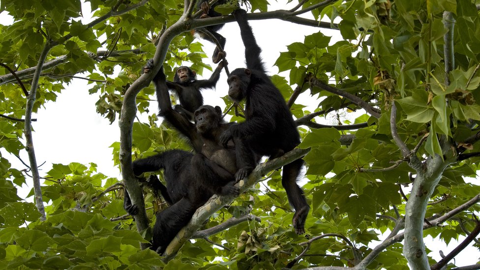 porodica šimpanzi na drvetu