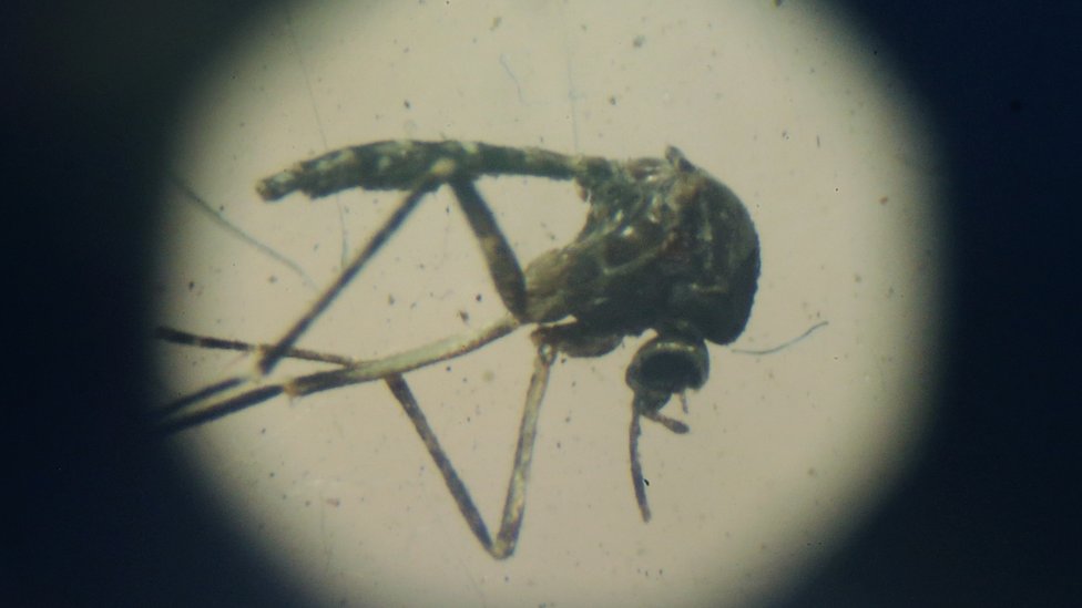 Комар Aedes aegypti виден в микроскоп на выставке, посвященной лихорадке Денге, 28 января 2016 года в Ресифи, штат Пернамбуку, Бразилия.