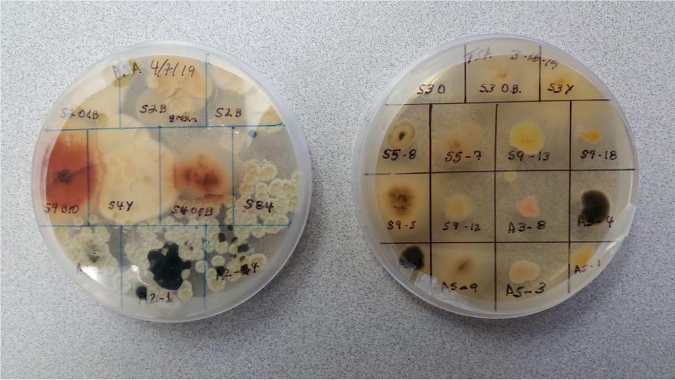 Duas placas com crescimento de diversas colônias de microorganismos