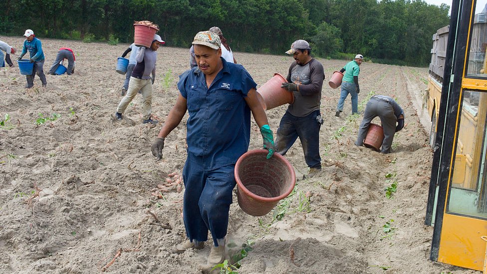 Agricultores latinos en EE.UU.