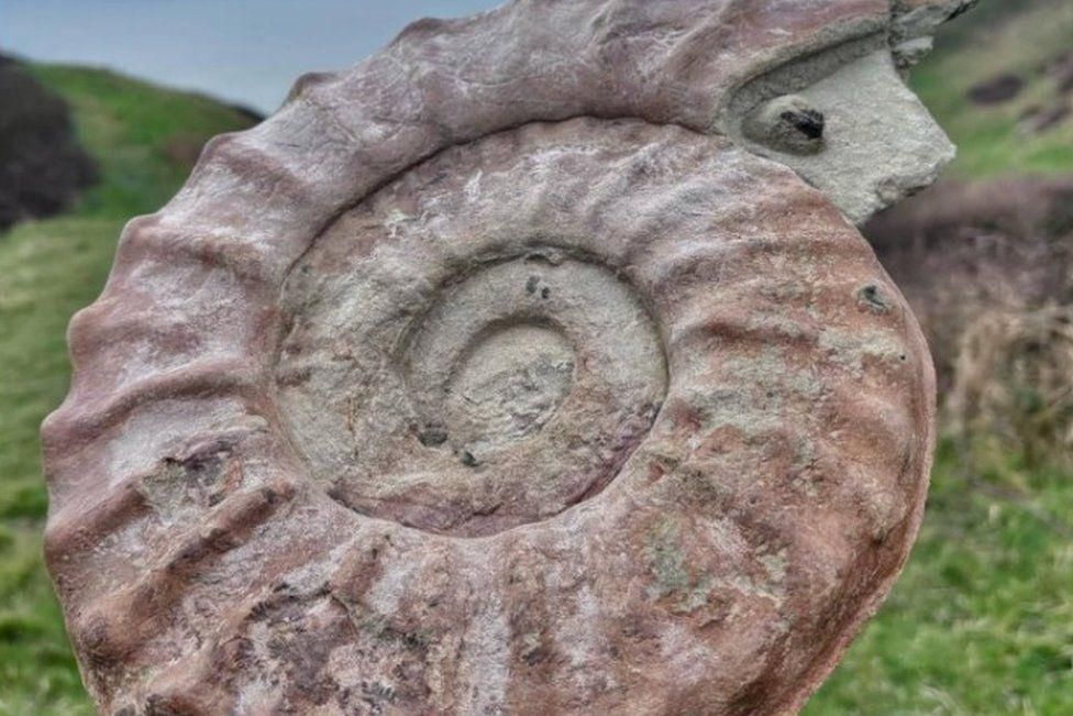 Isle of Wight: 'Stunning' 100-million-year-old fossil uncovered