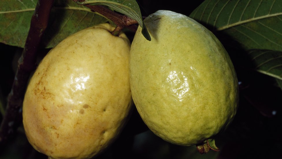 Guava fruit and leaves