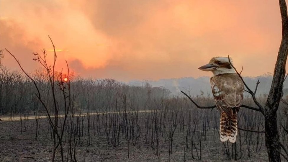 Кукабарра на сгоревшем дереве в пострадавшем от пожара мысе Валлаби, Новый Южный Уэльс