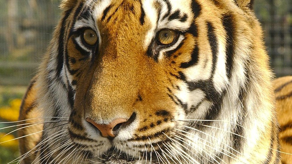 Shepreth Wildlife Park tiger Amba, 20, put down - BBC News