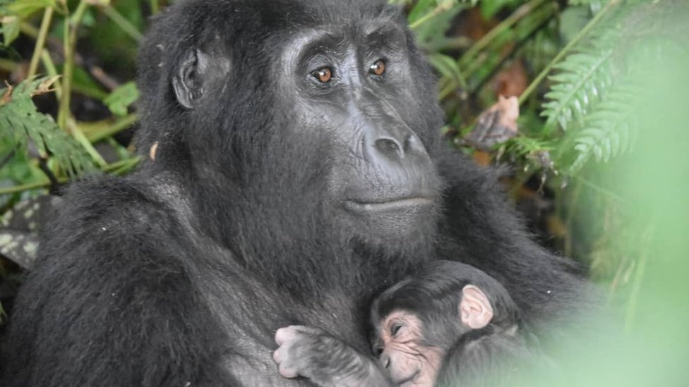 Gorilla and baby