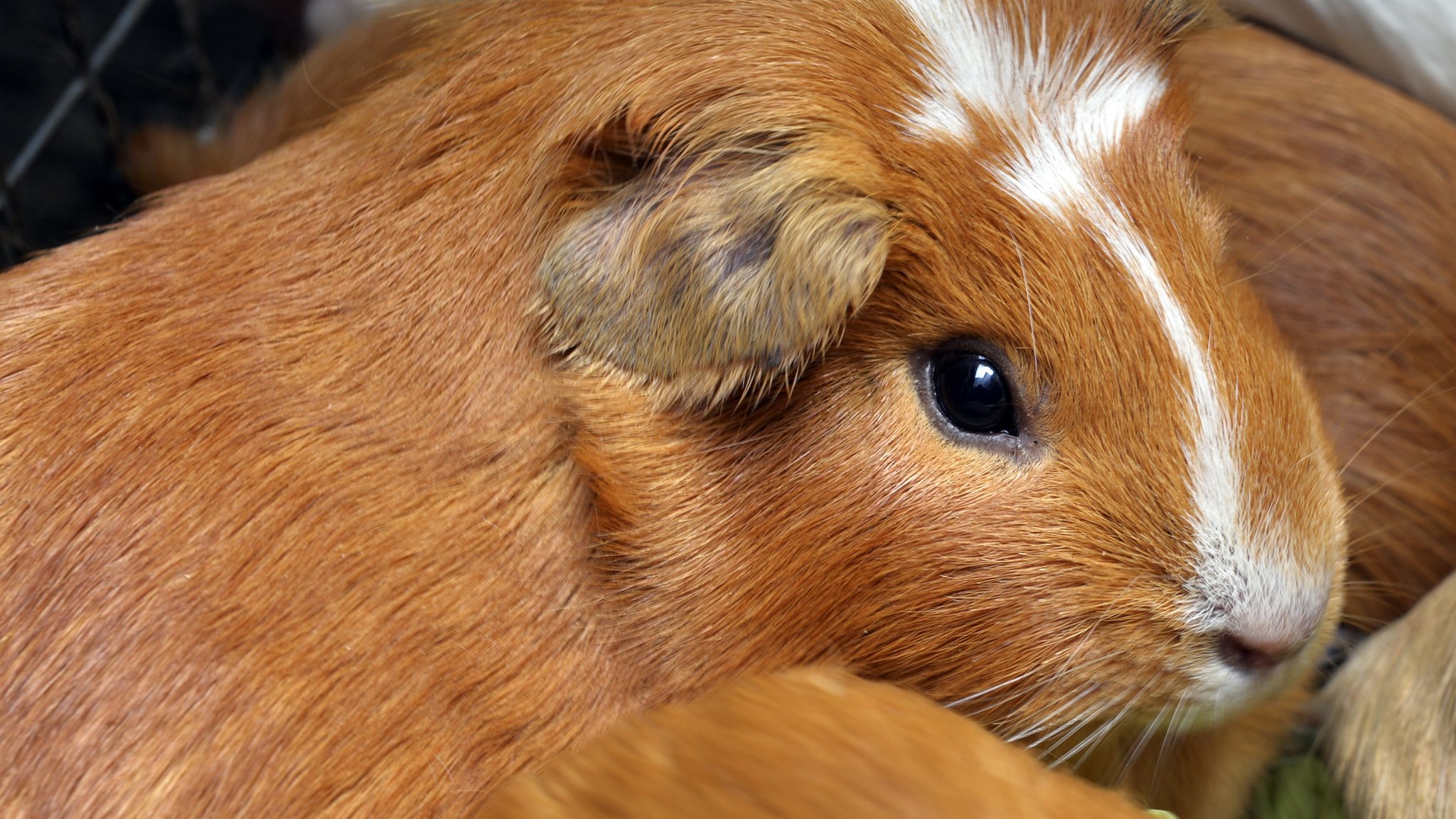 Guinea pigs: A popular Peruvian delicacy - BBC News