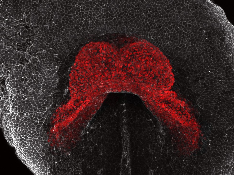 Серо-красное изображение показывает сердце мыши