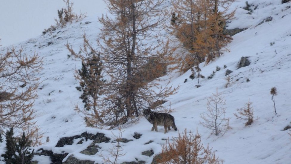 File pic of wolf in the Alps
