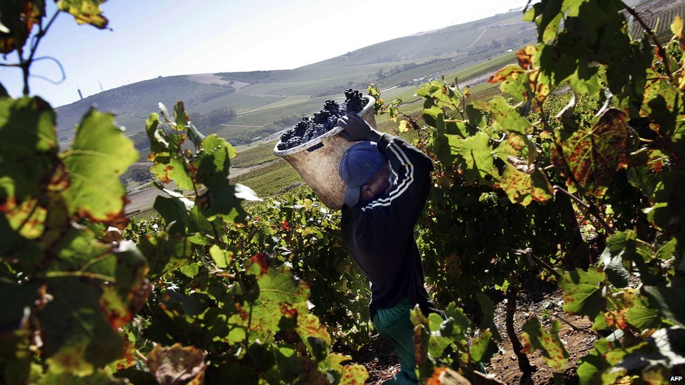 Ферма работает на сборе винограда во Франшуке, недалеко от Кейптауна