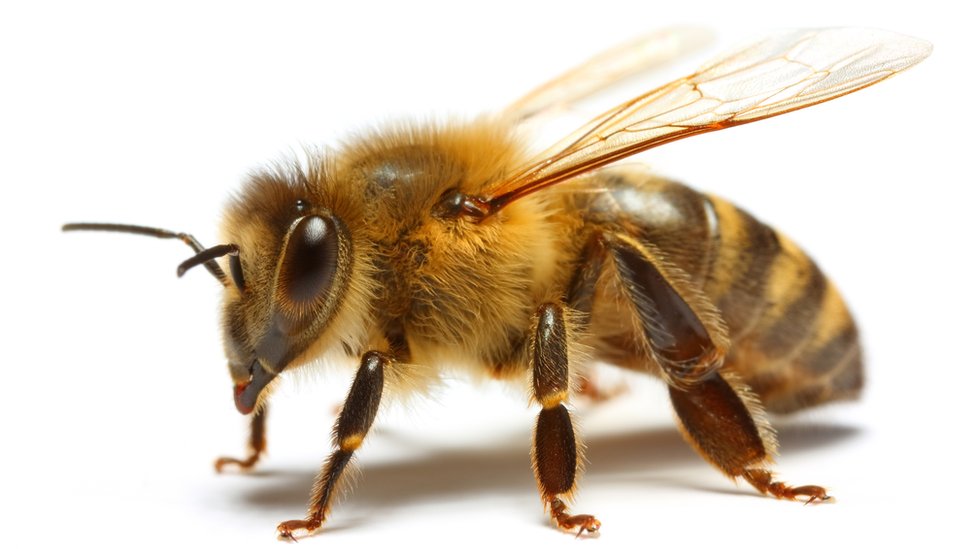 Cuando se trata de aprender, no solo es importante premiar a las abejas cuando aciertan sino también castigarlas cuando se equivocan. Abeja