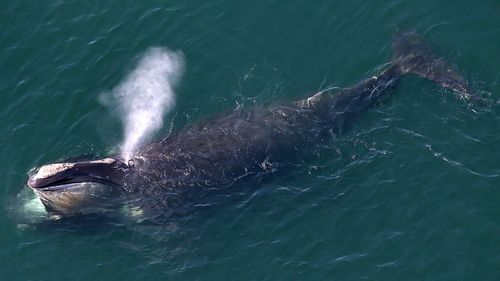 Вид с воздуха на кита, вырывающегося из дыхательного отверстия во время кормления в водах США