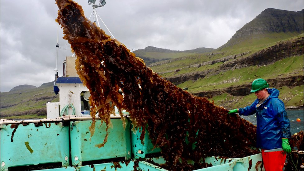 Выращивание морских водорослей Фарерские острова