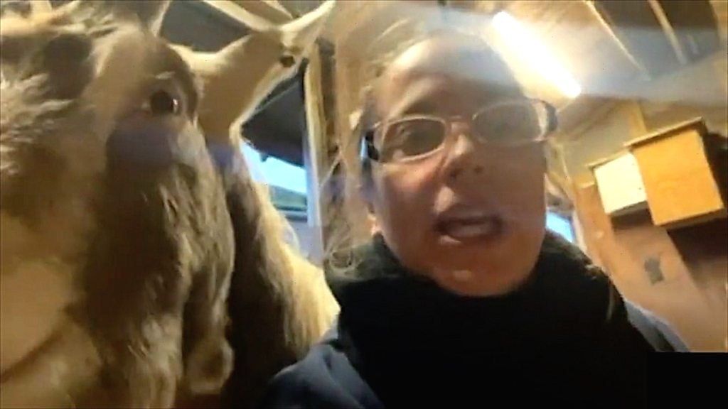 Hungry goats recycle Christmas trees - and disrupt interviews