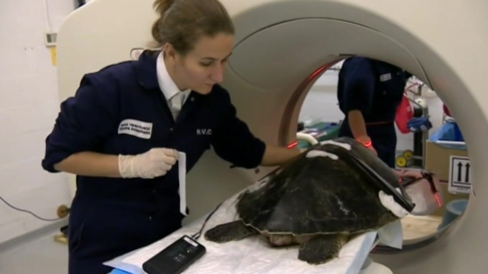 Менай получает компьютерную томографию в Королевском ветеринарном колледже