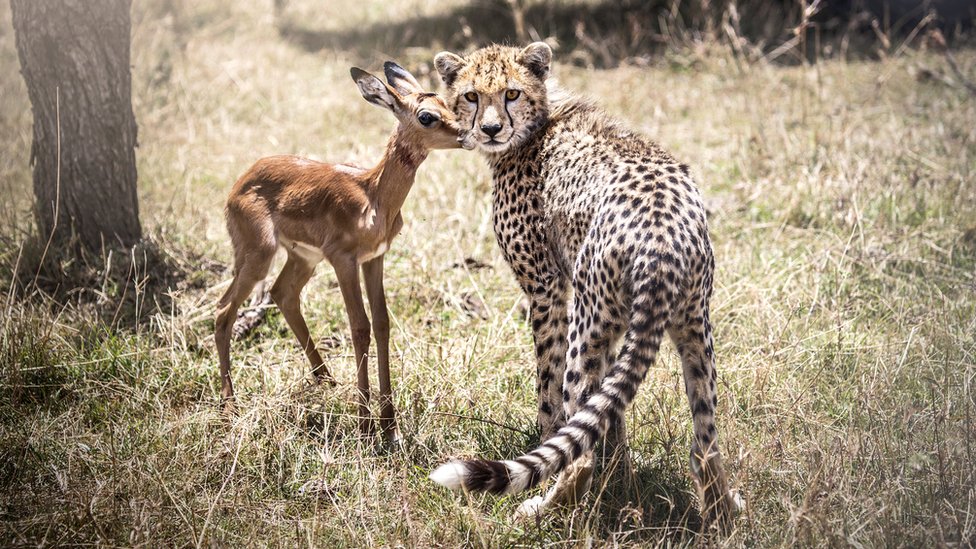 Impala con guepardo