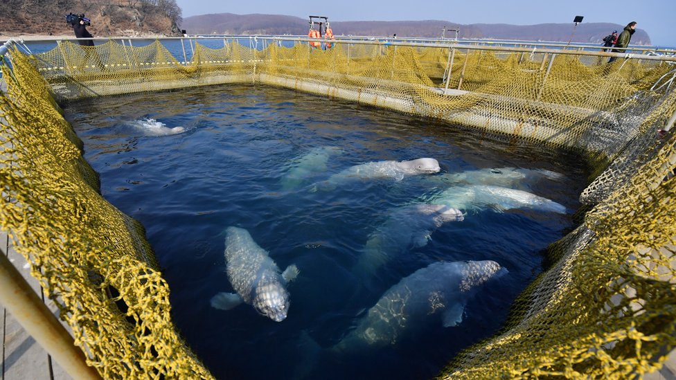 Belugas capturadas en corrales marinos.